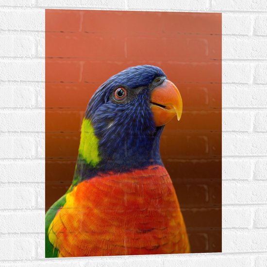 WallClassics - Muursticker - Tête d' Vogel Loriini coloré - Photo 50x75 cm sur Muursticker
