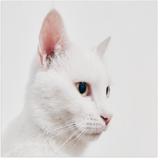 WallClassics - Poster Glanzend – Witte Kat op Witte Achtergrond - 50x50 cm Foto op Posterpapier met Glanzende Afwerking