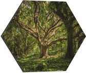 WallClassics - Dibond Hexagon - Kronkelende Boom in het Bos - 40x34.8 cm Foto op Hexagon (Met Ophangsysteem)