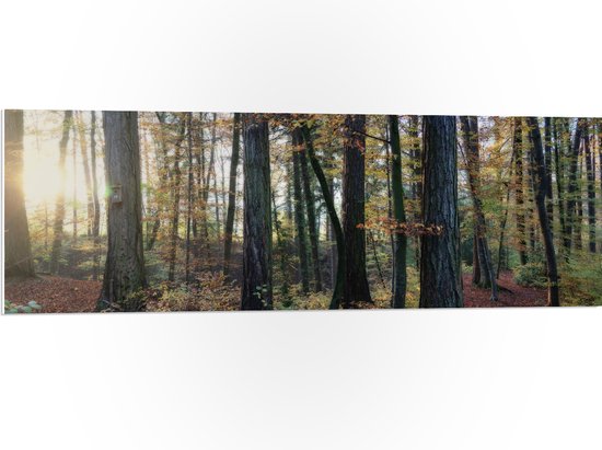 WallClassics - Panneau en mousse PVC - Forêt d'automne avec feuilles brunes au Terre - Photo 120x40 cm sur panneau en mousse PVC (avec système d'accrochage)