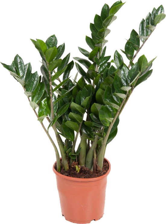 Plant in a Box - Zamioculcas Emerald - plant d'intérieur verte très facile d'entretien - Feuilles pennées brillantes - Pot 21cm - Hauteur 70-80cm