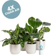 Ogreen Glacier planten pakket - Luchtzuiverend - Set van 4 stuks - Planten gifts - Kamerplanten - Cadeau - Planten Voeding - Giftbox - Geschenkset