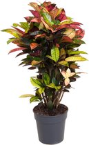 Plant in a Box - Codiaeum variegatum 'Mrs. Iceton' - Unieke kamerplant - Veranderd langzaam van kleur - Pot 27cm - Hoogte 110-120cm