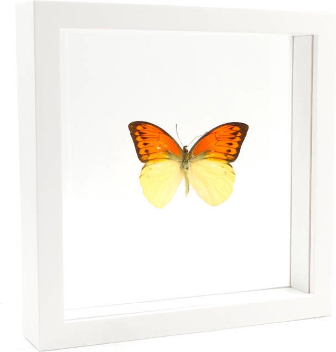 Opgezette Vlinder in Witte Lijst Dubbelglas - Hebomoia Leucippe