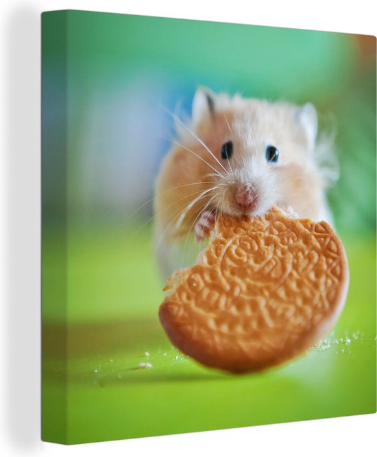 Canvas Schilderij Hamster met een half gegeten koekje - 20x20 cm - Wanddecoratie