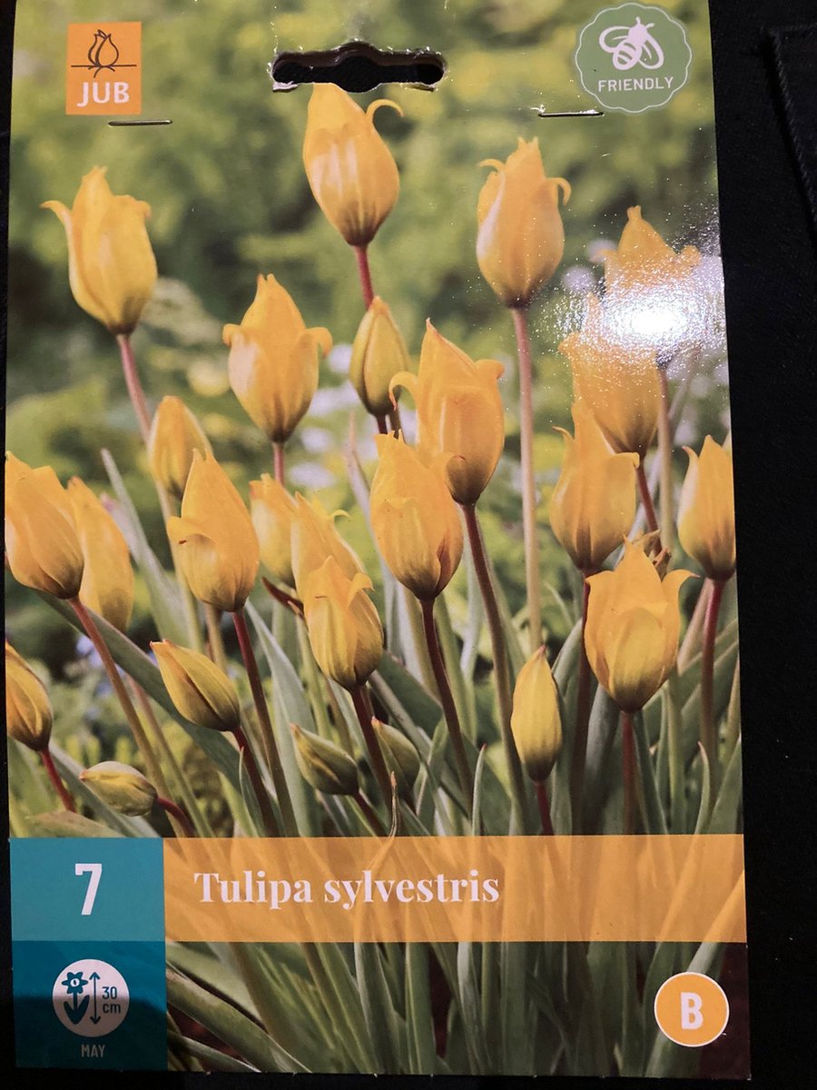 Tulipa Sylvestris