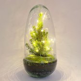 Egg Christmas - Planten terrarium met kerstboom en verlichting - ↑ 25 cm - Kerstcadeau - Kerstgeschenk - Creatief en duurzaam kerstpakket