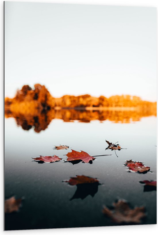 WallClassics - Dibond - Herfstbladeren op het Water omringd door Bomen - 80x120 cm Foto op Aluminium (Met Ophangsysteem)
