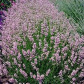 12x Lavendel (Lavandula angustifolia 'Rosea') - P9 pot (9x9)