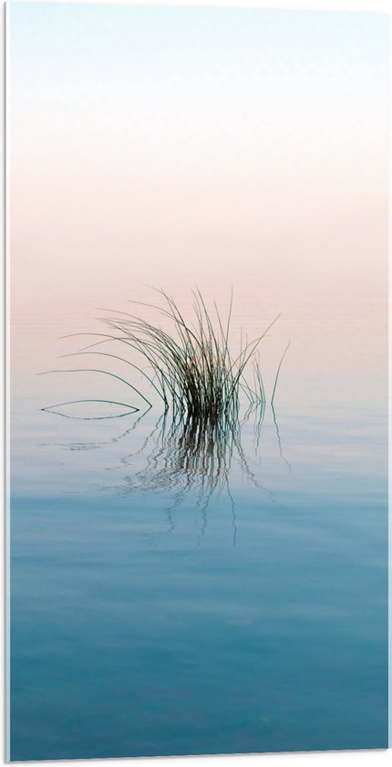 Acrylglas - Gras Plant in het Water - 50x100 cm Foto op Acrylglas (Wanddecoratie op Acrylaat)