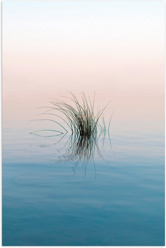 Poster (Mat) - Gras Plant in het Water - 70x105 cm Foto op Posterpapier met een Matte look