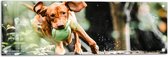 Tuinposter – Spelende Hond met Bal bij Boomstam in Bos - 90x30 cm Foto op Tuinposter (wanddecoratie voor buiten en binnen)