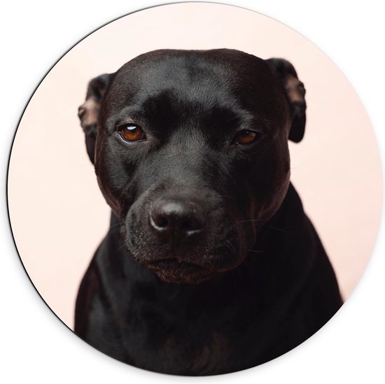 Dibond Muurcirkel - Portret van Zwarte Hond tegen Pastelroze Achtergrond - 70x70 cm Foto op Aluminium Muurcirkel (met ophangsysteem)