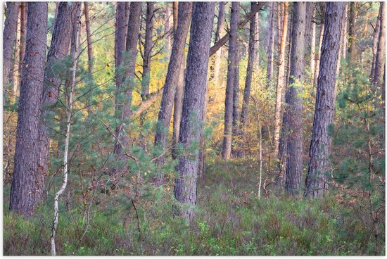 Poster Glanzend – Bomen in een Bos in Nederland - 105x70 cm Foto op Posterpapier met Glanzende Afwerking