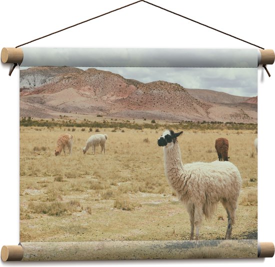 WallClassics - Textielposter - Lama's in Grasveld bij Bergen - 40x30 cm Foto op Textiel