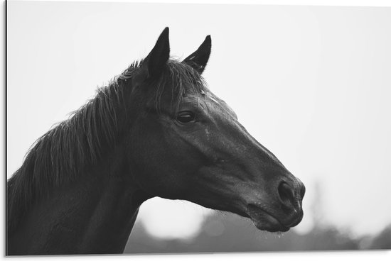 Dibond - Kop van Donker Paard (Zwart- wit) - 75x50 cm Foto op Aluminium (Wanddecoratie van metaal)