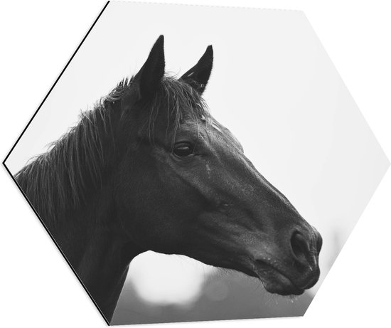 Dibond Hexagon - Kop van Donker Paard (Zwart- wit) - 70x60.9 cm Foto op Hexagon (Met Ophangsysteem)