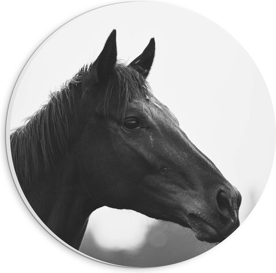 PVC Schuimplaat Muurcirkel - Kop van Donker Paard (Zwart- wit) - 20x20 cm Foto op Muurcirkel (met ophangsysteem)