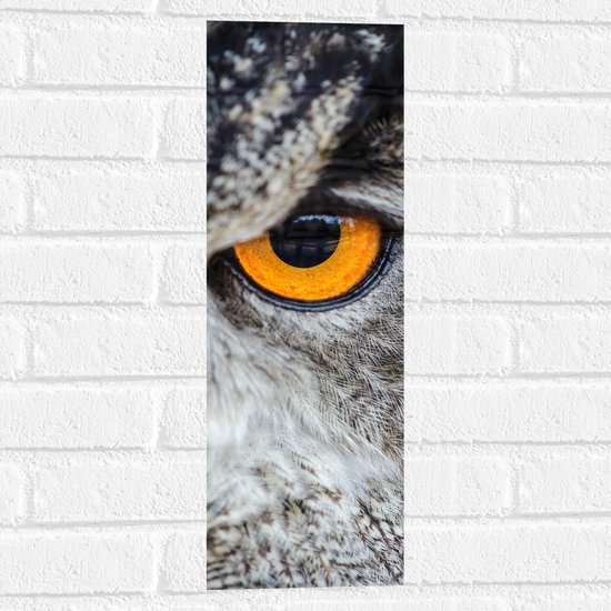 WallClassics - Muursticker - Close-up van Grijze Uil met Oranje Oog - 20x60 cm Foto op Muursticker