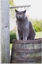 WallClassics - Poster Glanzend – Grijze Kat met Gele Ogen op Houten Ton - 60x90 cm Foto op Posterpapier met Glanzende Afwerking