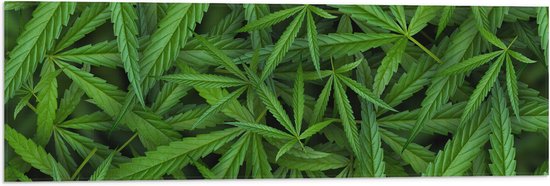 Vlag - Bovenaanzicht van Cannabis Planten - 90x30 cm Foto op Polyester Vlag