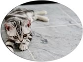 Dibond Ovaal - Zwart met Wit en Grijs Gekleurde Kitten - 80x60 cm Foto op Ovaal (Met Ophangsysteem)