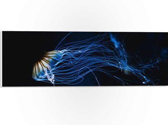 PVC Schuimplaat- Lichtgevende Blauwe Kwal in de Zee - 60x20 cm Foto op PVC Schuimplaat