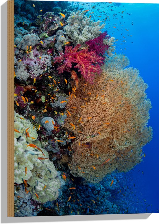 WallClassics - Bois - Mix de corail dans une mer bleue claire - 40x60 cm - 9 mm d'épaisseur - Photo sur bois (avec système de suspension)