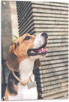 WallClassics - Tuinposter – Wegkijkende Beagle Hond - 60x80 cm Foto op Tuinposter (wanddecoratie voor buiten en binnen)