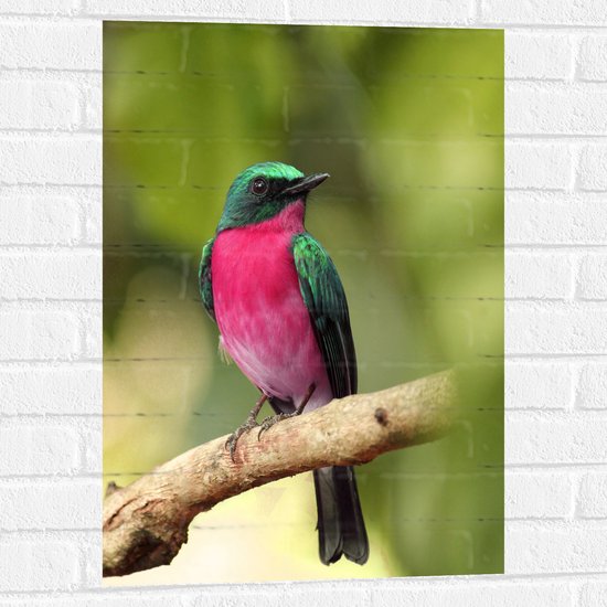 WallClassics - Muursticker - Roze met Groene Vogel op een Tak - 50x75 cm Foto op Muursticker