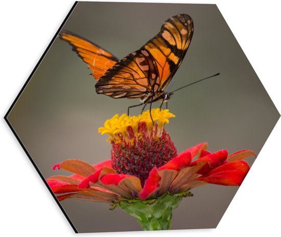 Dibond Hexagon - Oranje Vlinder op een Rode Bloem - 30x26.1 cm Foto op Hexagon (Met Ophangsysteem)