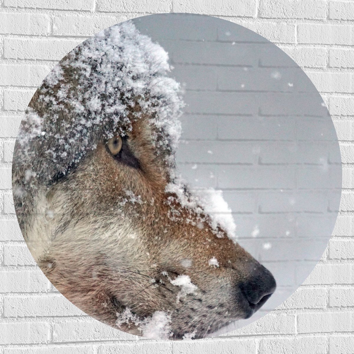 Muursticker Cirkel - Vlokken Sneeuw op Kop van Geconcentreerde Wolf - 100x100 cm Foto op M