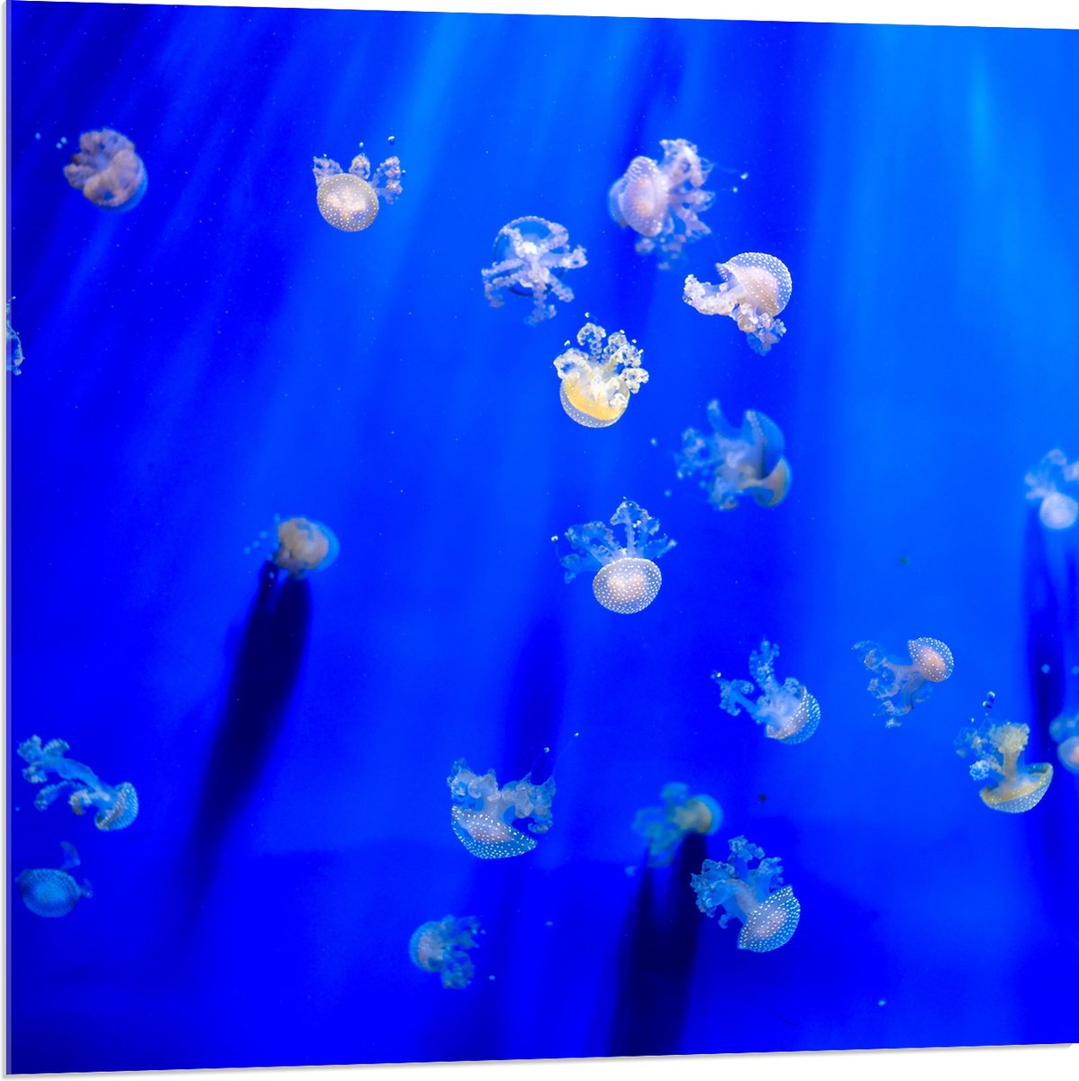 Acrylglas - Groep Mini Kwallen in het Aquarium - 80x80 cm Foto op Acrylglas (Wanddecoratie op Acrylaat)