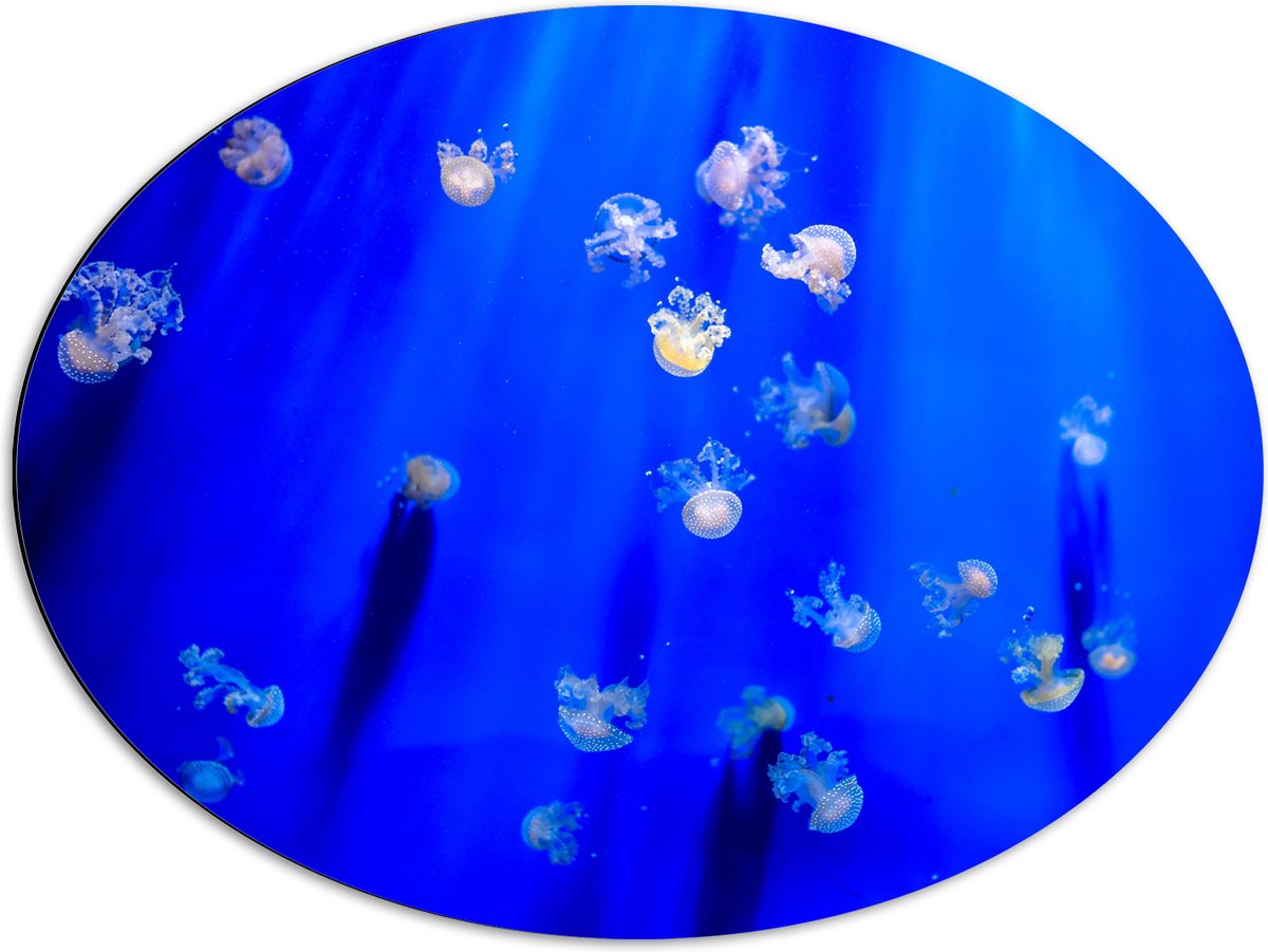 Dibond Ovaal - Groep Mini Kwallen in het Aquarium - 80x60 cm Foto op Ovaal (Met Ophangsysteem)