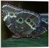 WallClassics - PVC Schuimplaat - Morpho Vlinder op Donkergroen Blad - 50x50 cm Foto op PVC Schuimplaat (Met Ophangsysteem)