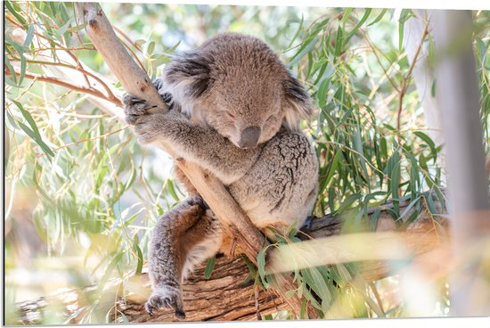 WallClassics - Dibond - Schattige Koala aan een Tak - 90x60 cm Foto op Aluminium (Met Ophangsysteem)