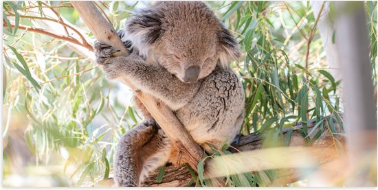WallClassics - Poster Glossy - Koala Mignon sur une Branche - 100x50 cm Photo sur Papier Poster avec Finition Brillante