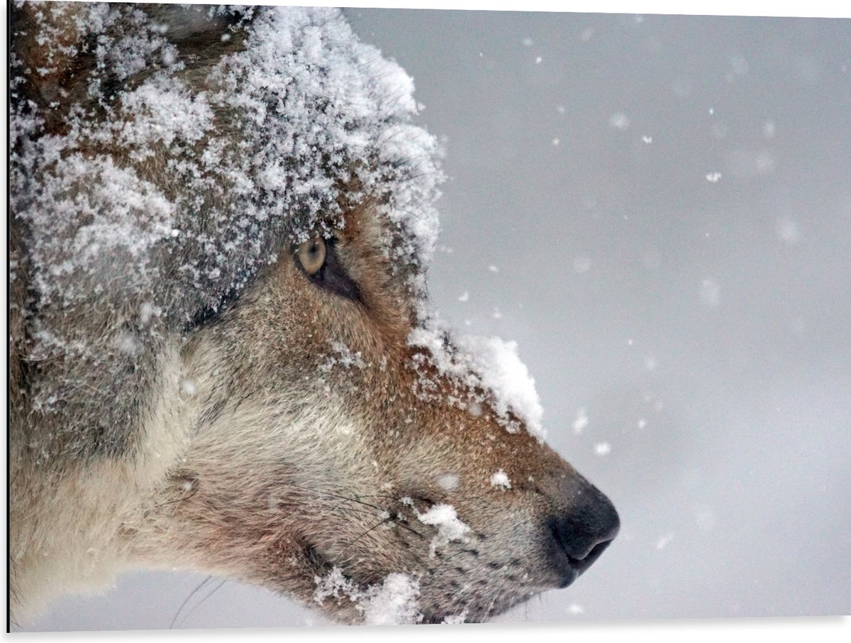 Dibond - Vlokken Sneeuw op Kop van Geconcentreerde Wolf - 80x60 cm Foto op Aluminium (Met 