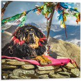 Tuinposter – Hond liggend op Berg - 80x80 cm Foto op Tuinposter (wanddecoratie voor buiten en binnen)