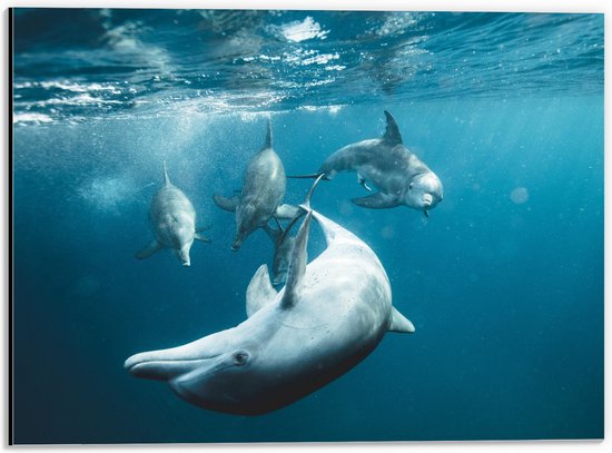 Dibond - Vrolijke Dolfijnen in de Zee - 40x30 cm Foto op Aluminium (Wanddecoratie van metaal)