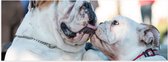 WallClassics - Poster (Mat) - Likkende Bulldog Honden - 150x50 cm Foto op Posterpapier met een Matte look