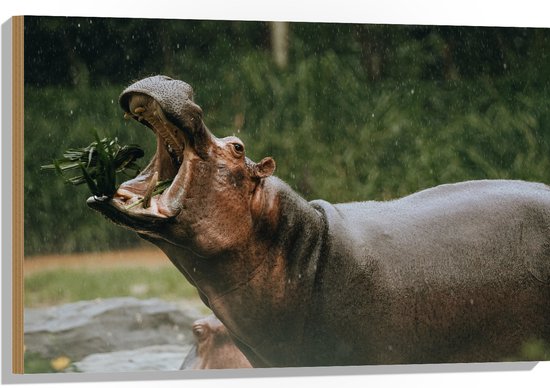 WallClassics - Hout - Nijlpaard met Open Bek - 90x60 cm - 9 mm dik - Foto op Hout (Met Ophangsysteem)