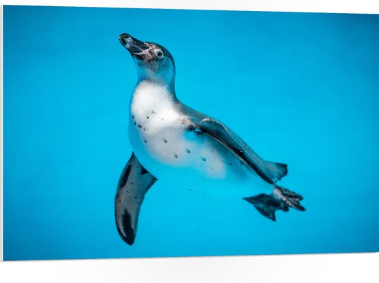 PVC Schuimplaat- Zwemmende Pingïun in Blauwe Zee - 105x70 cm Foto op PVC Schuimplaat