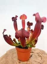 Trompetbekerplant (Sarracenia) 'Tess' | Grote vleesetende planten | Potmaat: ø 12 cm Hoogte 30 cm | Indrukwekkende en kleurrijke vleesetende plant
