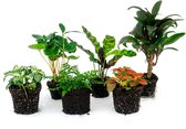 Bol.com Terrarium planten - Jungle-Boost - 6 planten - Baby & mini-plantjes - DIY - urbanjngl aanbieding