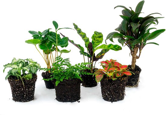 Kunstplanten voor elke ruimte | Loods 5