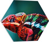 PVC Schuimplaat Hexagon - Omhoogkijkende Kameleon met Groen en Roodkleurige Vacht - 50x43.5 cm Foto op Hexagon (Met Ophangsysteem)