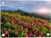 Tuinposter – Zon Verdwijnend Achter Bergen bij Roze Bloemenveld - 40x30 cm Foto op Tuinposter (wanddecoratie voor buiten en binnen)