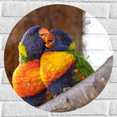 Muursticker Cirkel - Meerkleurige Lori Vogels op Boomstam - 50x50 cm Foto op Muursticker