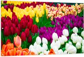 Tuinposter – Tulpenveld met Verschillende Felle Kleuren Tulpen - 150x100 cm Foto op Tuinposter (wanddecoratie voor buiten en binnen)